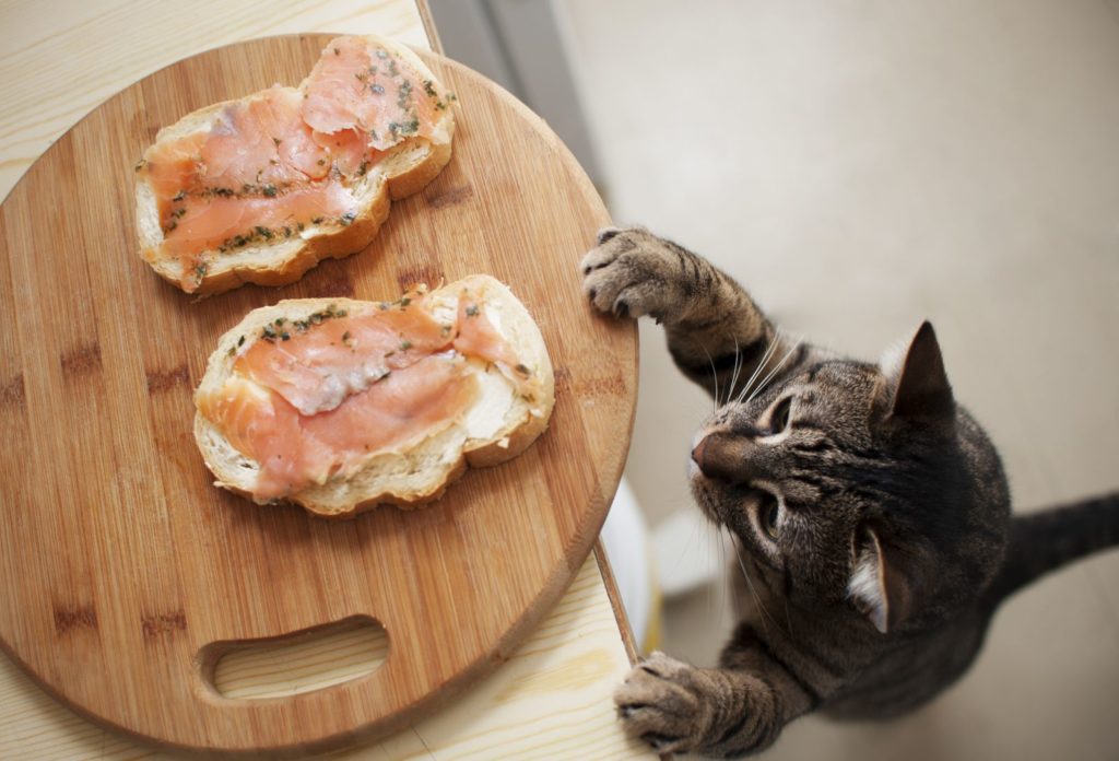 Чем кормить котенка 🐈 в зависимости от возраста | Pet7