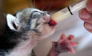 Как кормить маленького котенка — инструкция | Pet7